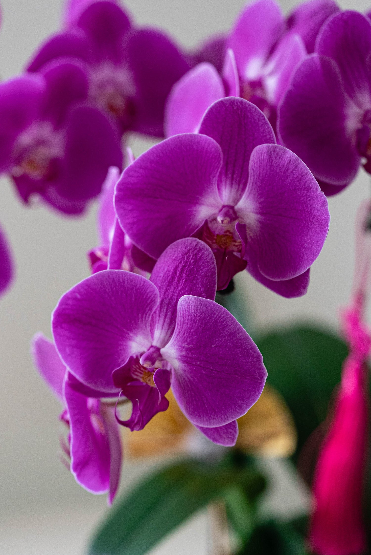 Wealth Blessing - Fresh Orchids Phalaenopsis