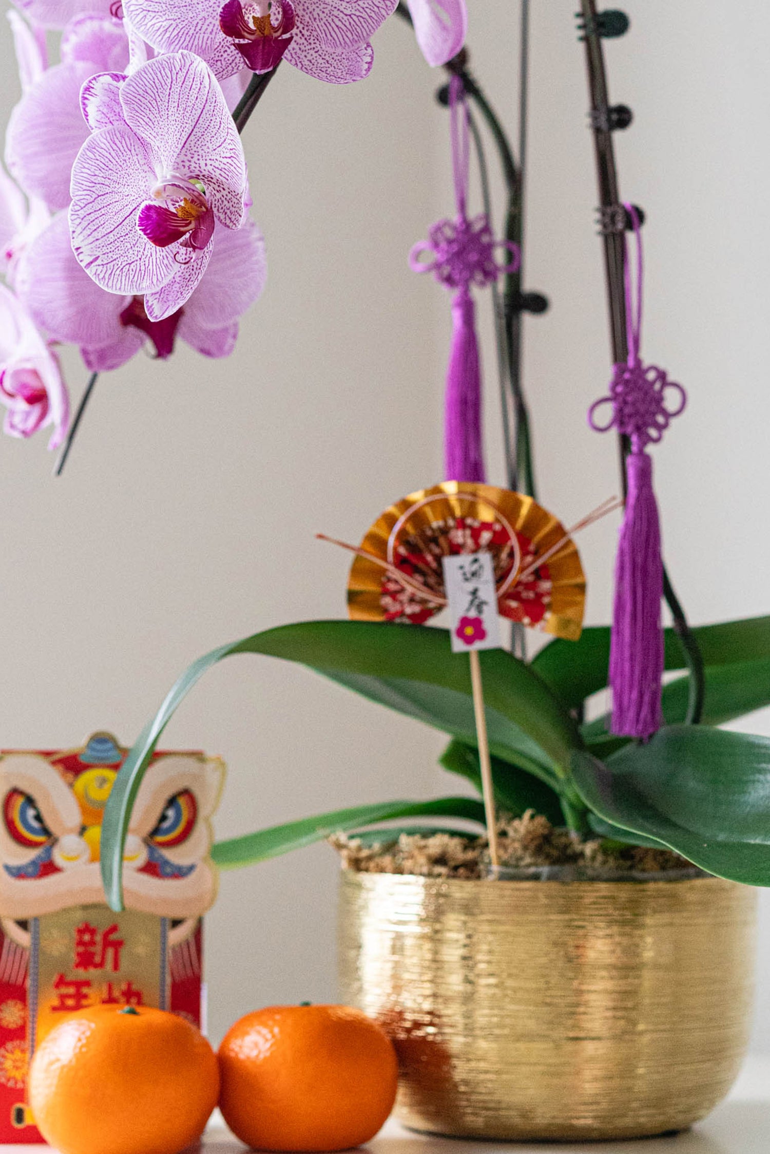 Fortune - Fresh Orchids Phalaenopsis
