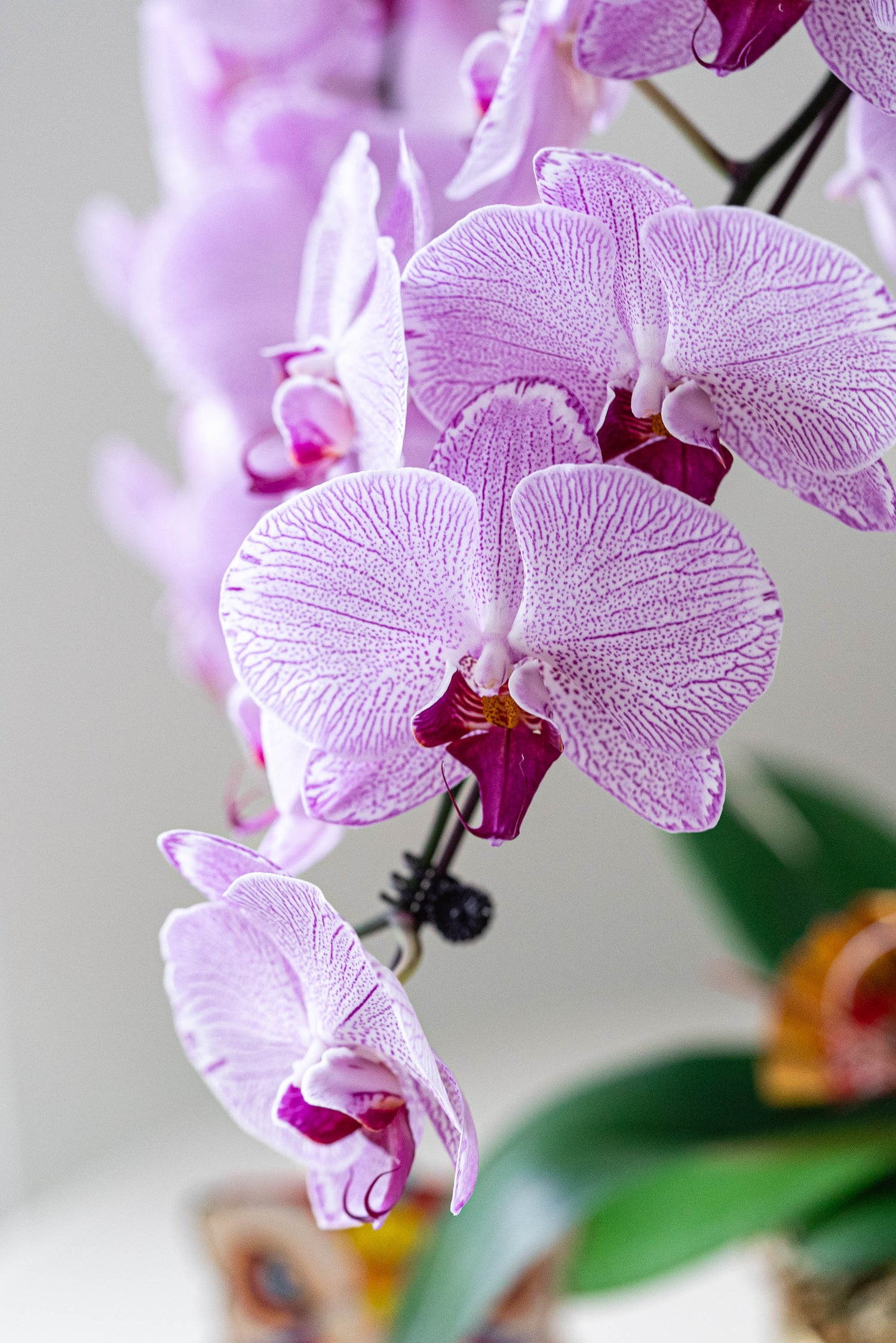 Fortune - Fresh Orchids Phalaenopsis