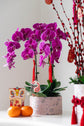 Happiness Blessings - Fresh Orchids Phalaenopsis