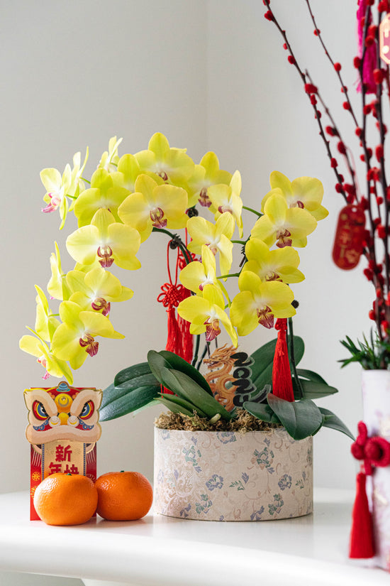 Golden Blessings - Fresh Orchids Phalaenopsis